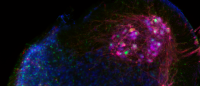 neurons in a mouse spinal cord